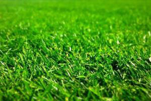 A fine picture of some grass growing - literally!