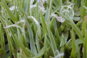 A close up picture of kikuyu seeds and the grass stems